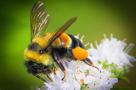Rusty bumblebee - The findings of the York University researchers are included in a new study, published in the Journal of Insect Conservation on April 17.. The researchers found that the American bumblebee's area ...